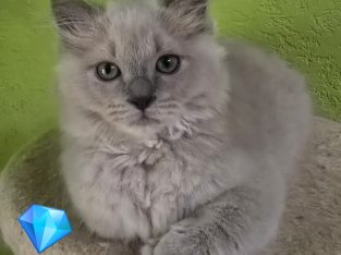 Ragdoll Cherubim kandúrka