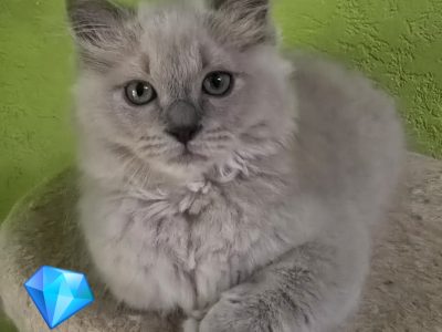 Ragdoll Cherubim kandúrka