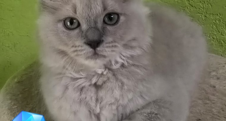 Ragdoll Cherubim kandúrka