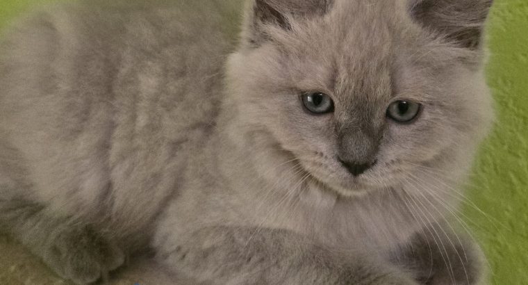 Ragdoll Cherubim
