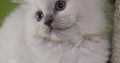 Ragdoll nőstény