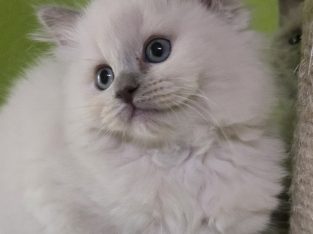 Ragdoll nőstény