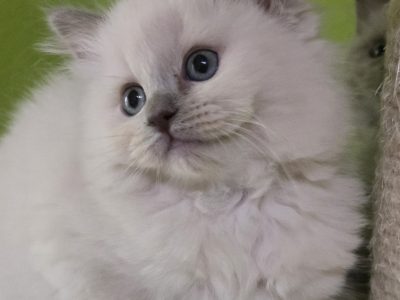 Ragdoll nőstény