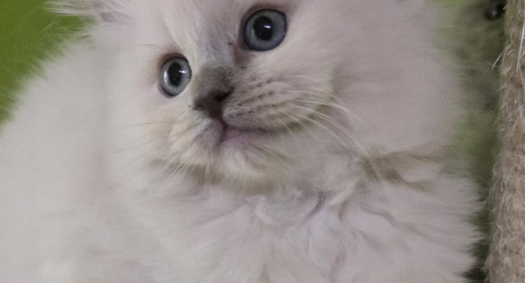 Ragdoll nőstény