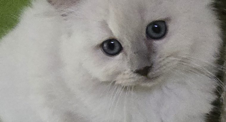 Ragdoll nőstény