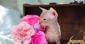 Szfinx Elf Tabby – Csirke