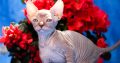 Szfinx Elf Tabby – Csirke