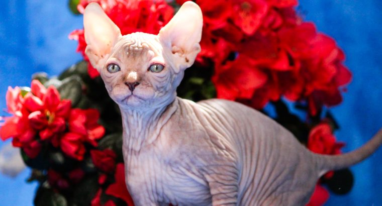 Szfinx Elf Tabby – Csirke