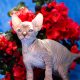 Szfinx Elf Tabby – Csirke