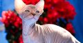 Szfinx Elf Tabby – Csirke