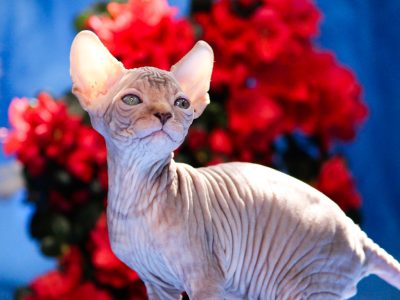 Szfinx Tabby – Csirke