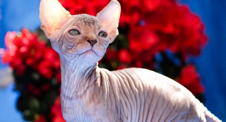 Szfinx Elf Tabby – Csirke