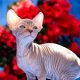 Szfinx Elf Tabby – Csirke