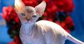Szfinx Elf Tabby – Csirke