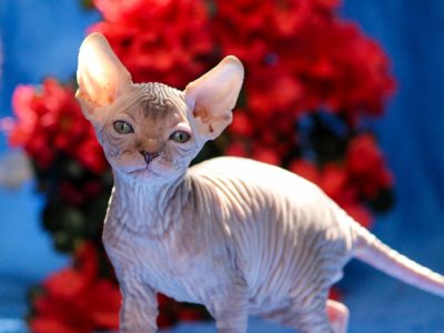 Szfinx Elf Tabby – Csirke