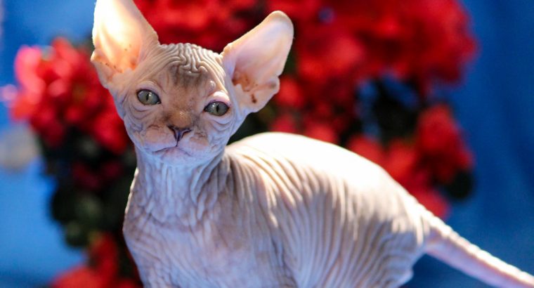 Szfinx Elf Tabby – Csirke