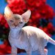 Szfinx Elf Tabby – Csirke