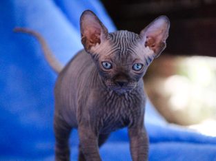 Szfinx Kisfiú Fekete Tabby