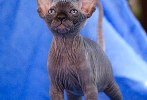 Szfinx Kisfiú Fekete Tabby
