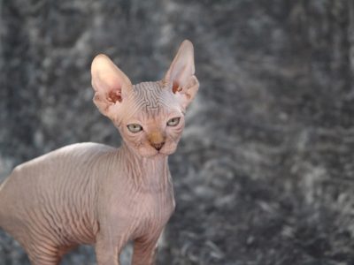 Szfinx Szilver Tabby