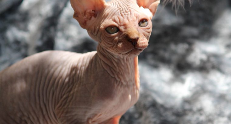Szfinx Szilver Tabby