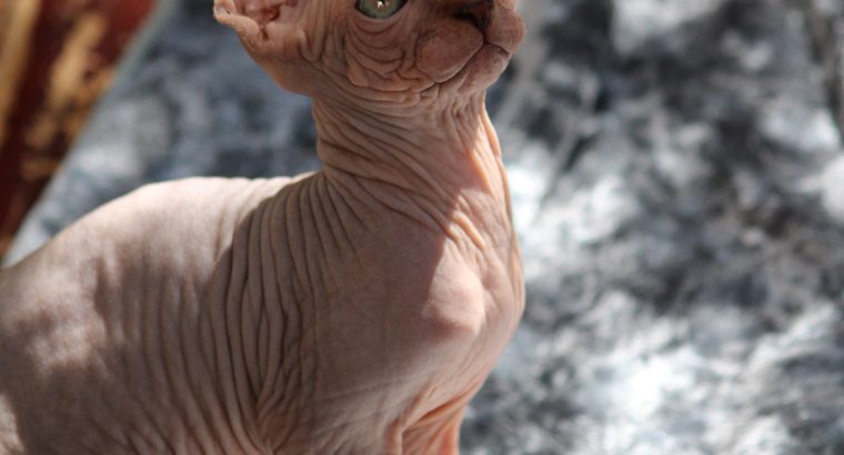 Szfinx Szilver Tabby