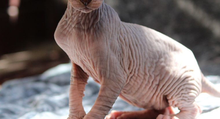 Szfinx Szilver Tabby