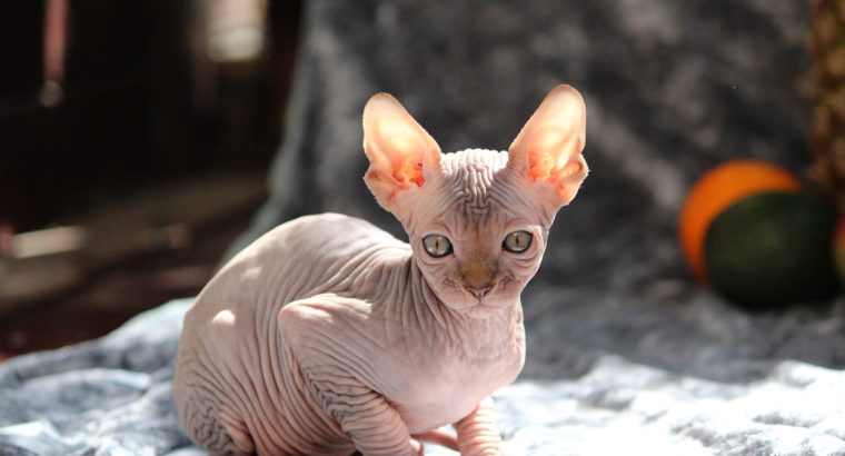 Szfinx Szilver Tabby