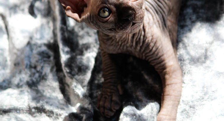 Szfinx Kisfiú Fekete Tabby