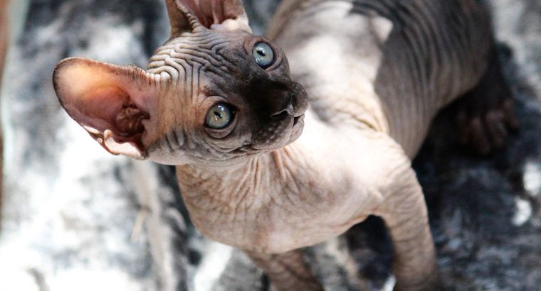 Szfinx Kisfiú Fekete Tabby
