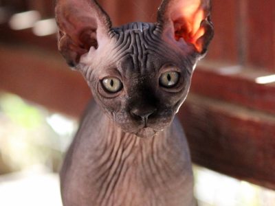 Szfinx Kisfiú Fekete Tabby