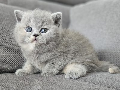 Kék tortie kislány