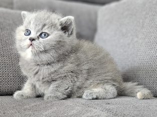 Kék tortie kislány