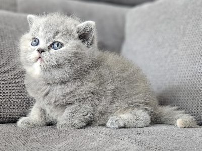 Kék tortie kislány