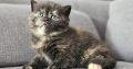 Brit fekete tortie kislány