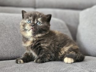 Brit fekete tortie kislány