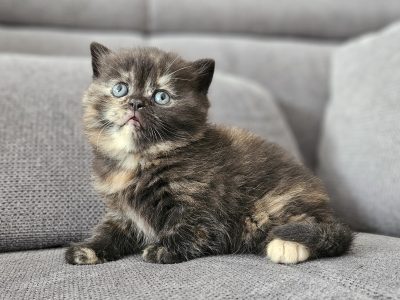 Brit fekete tortie kislány