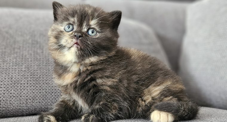 Brit fekete tortie kislány