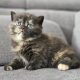 Brit fekete tortie kislány