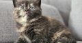 Brit fekete tortie kislány