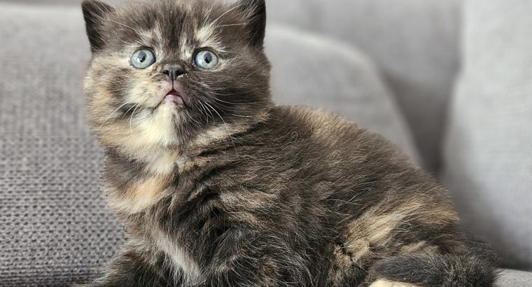 Brit fekete tortie kislány