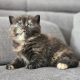 Brit fekete tortie kislány
