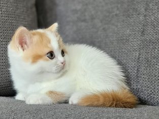 Vörös harlekin kandúr