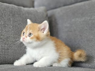 Vörös bicolor kandúr