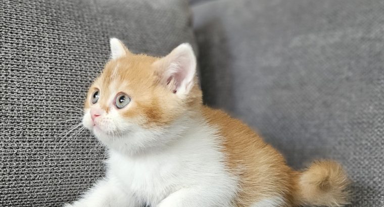 Vörös bicolor kandúr