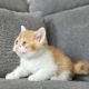 Vörös bicolor kandúr