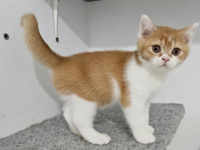 Vörös bicolor kandúr