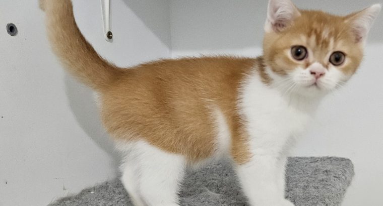 Vörös bicolor kandúr