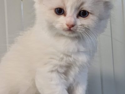 Ragdoll blue bicolor kisfiú