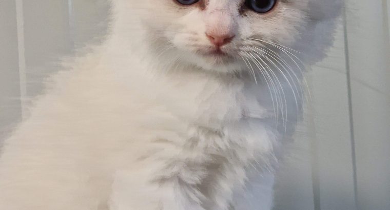 Ragdoll blue bicolor kisfiú